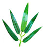 Folha Bambu Mosso Artificial Pacote Com 100 Galhos 4