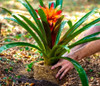 Vaso Fibra Xaxim Palmeira Grande 14x25 P/ Plantas Naturais 1
