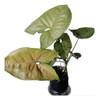 Syngonium  Morado 0