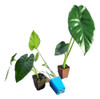Planta Alocasia Oreja De Elefante Chica 0 Planta Alocasia Oreja De Elefante Chica 0