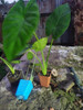 Planta Alocasia Oreja De Elefante Chica 3 Planta Alocasia Oreja De Elefante Chica 3