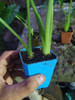 Planta Alocasia Oreja De Elefante Chica 4 Planta Alocasia Oreja De Elefante Chica 4