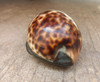 Antiguo Alhajero Caracol Marino Con Detalles En Bronce 2