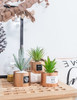 Opps Mini Plantas Artificiales Plástico Suculento Cactus Cés 2