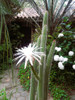 Vivero Cielo Verde Orgánico Cactus Peniocereus Serpentinus 2