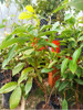 Planta Árbol Canelo Canela Doce 1