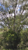 Montes De Eucaliptus Compro 3