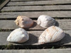 Caracoles Grandes De Mar 1