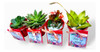 10 Mini Suculentas Cactus Souvenir Plantitas Eventos Isiflor 1