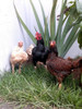 Ovos De Mini Cornichi 1