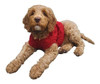 Funky Junque Sueter Para Mascotas Chaqueta De Perro Calido 0