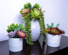 Plantas Suculentas Artificiales Decorosas - 14 Suculentas Fa 4