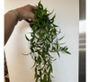 Planta Artificial Colgante Caída Hojitas Con Maceta 4