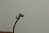 Conector Dc Power Jack Notebook Asus X550l 5