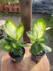 Planta Diffenbachia Camila!! 6