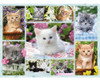 Puzzle Gatitos En Una Canasta 500 Piezas- Ravensburger 0