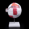 Modelo Olho Globo Ocular Humano 16 Cm Grande Anatomia Corpo 2