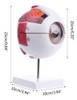 Modelo Olho Globo Ocular Humano 16 Cm Grande Anatomia Corpo 6