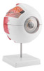Modelo Olho Globo Ocular Humano 16 Cm Grande Anatomia Corpo 7