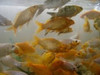 Carpas Koi 7 A 8  Cm 0 Carpas Koi 7 A 8  Cm 0