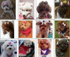 Perros Del Reino Pajarita Para Mascota Diseño De Cabeza De 2