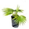 Palmera Whashigtonia 1