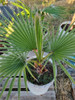 Palmera Whashigtonia 4