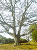 Vivero Cielo Verde Orgánico, Roble Quercus Robur 1