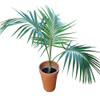 Palmera Kentia C/maceta 1