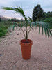 Palmera Kentia C/maceta 2