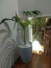Palmera Kentia C/maceta 3