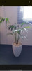 Palmera Kentia C/maceta 5