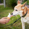 Correa De Cuerda Para Perros Para Entrenamiento, 3