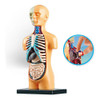 Sala De Aula De Modelo De Corpo Humano De Ciências Com 7