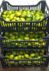 Cambuci Fruta (congelada) 1