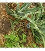 3 Plantines Aloe Vera Barbadensis, El Comestible Medicinal 1