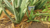 3 Plantines Aloe Vera Barbadensis, El Comestible Medicinal 2