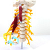 Material Didáctico Modelo De Columna Cervical 0