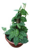 Planta Potus Plateado Envío Gratis 0