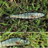 Kit Accesorios D/pesca Truscend Señuelos P/trucha/biónicos 5