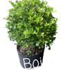 Arbusto Boj 0