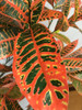 Planta Artificial Banyan 170cm 3
