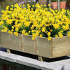 Flores Artificiales Para Exterior 10 Paquetes Amarillo Daff 2