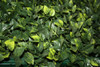 Muro Jardin Cerco Cesped Artificial 1.75cm 5