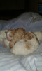 Caniche Mini Color Blanco Manchas Beig 2
