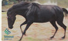 Cartão Telefônico Telemat - Cavalo Pantaneiro - Bm2 0