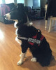 Doggie Stylz Chaleco Arnes De Dog Of Service Viene With 2 R 1