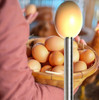 Linterna Ovoscopica Para Huevos La Mas Potente 5