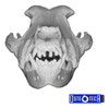 Cráneo De Perro Impresion 3d Tamaño Real  Anato Veterinaria 1