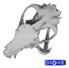 Cráneo De Perro Impresion 3d Tamaño Real  Anato Veterinaria 3